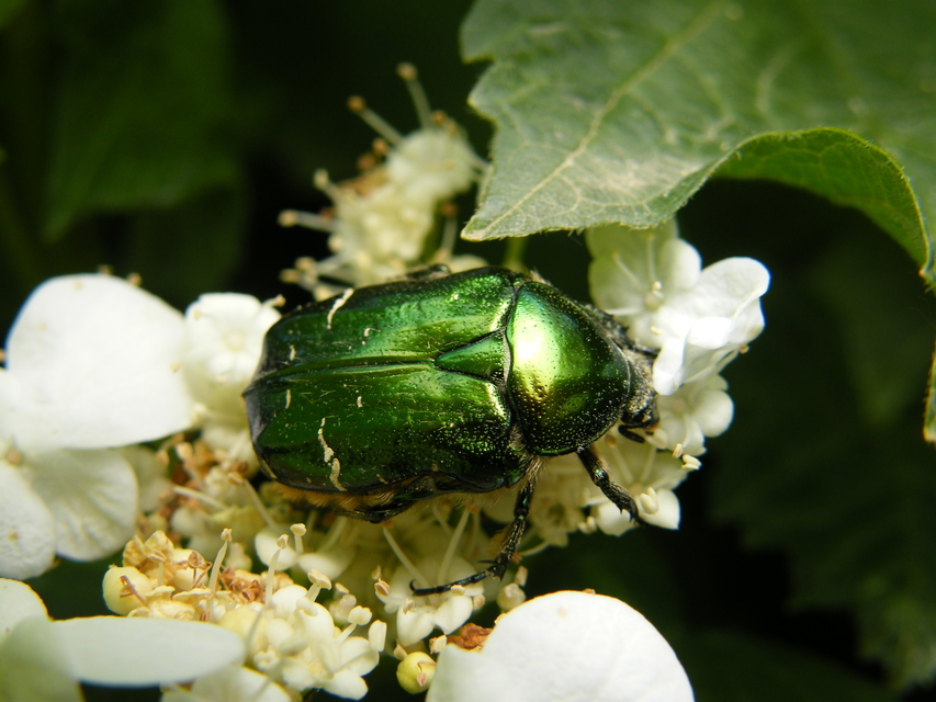 Cetonia aurata - aranyos virágbogár