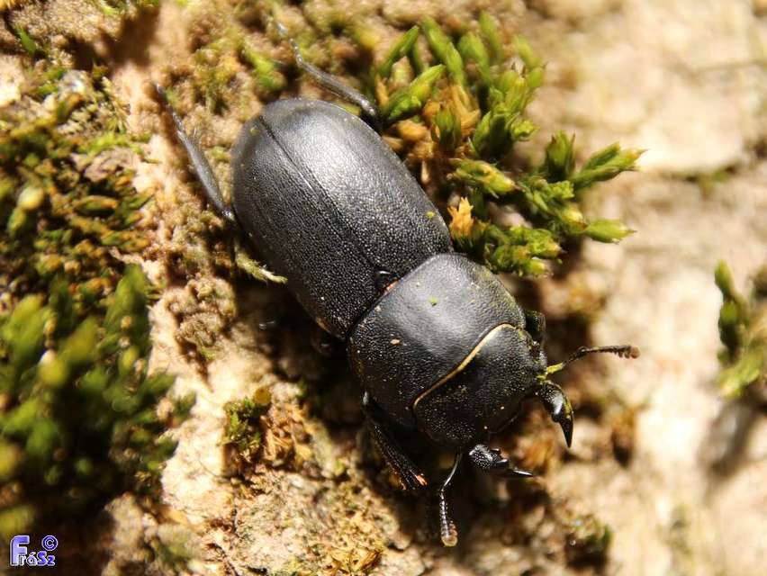 Dorcus parallelipipedus - kis szarvasbogár