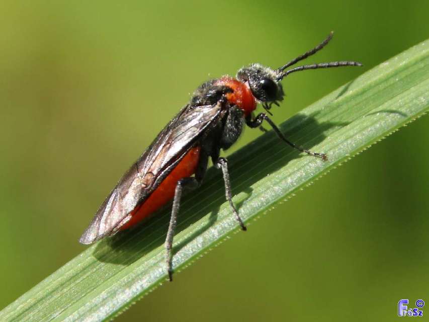 Tenthredinidae - valódi levéldarazsak
