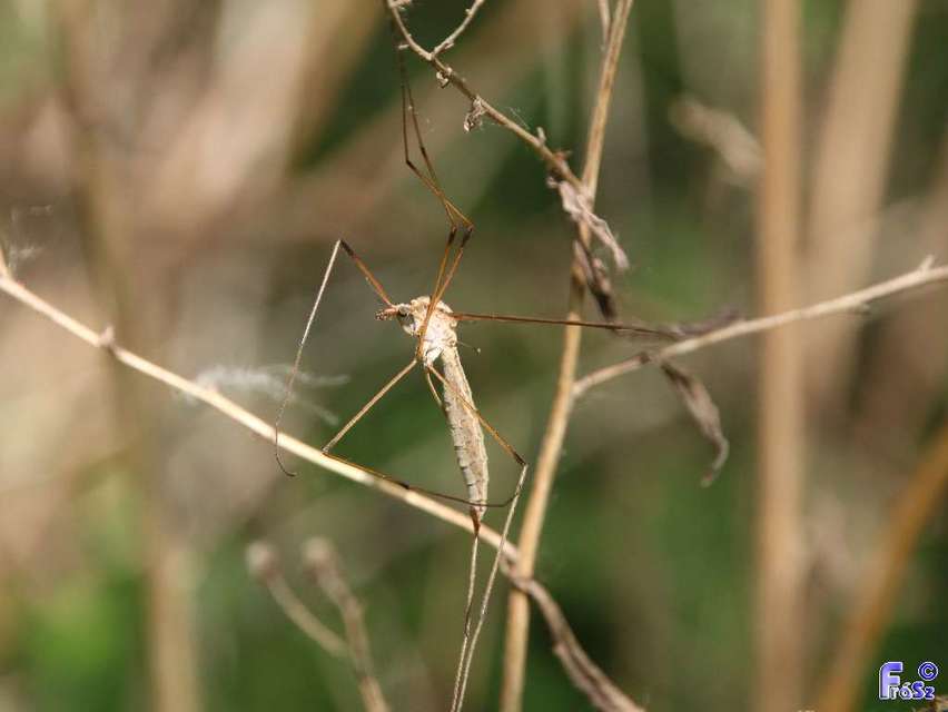 Tipula