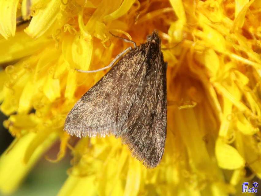 Pyrausta despicata - réti bíbormoly