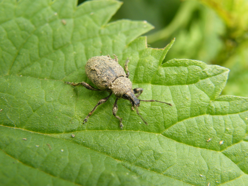 Otiorhynchus ligustici - vincellér-gyalogormányos