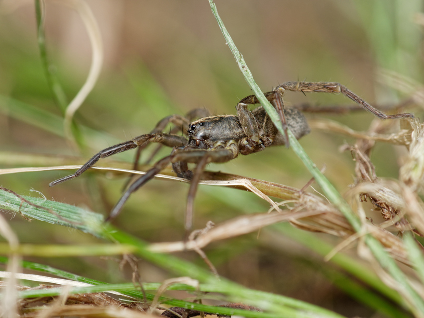Trochosa
