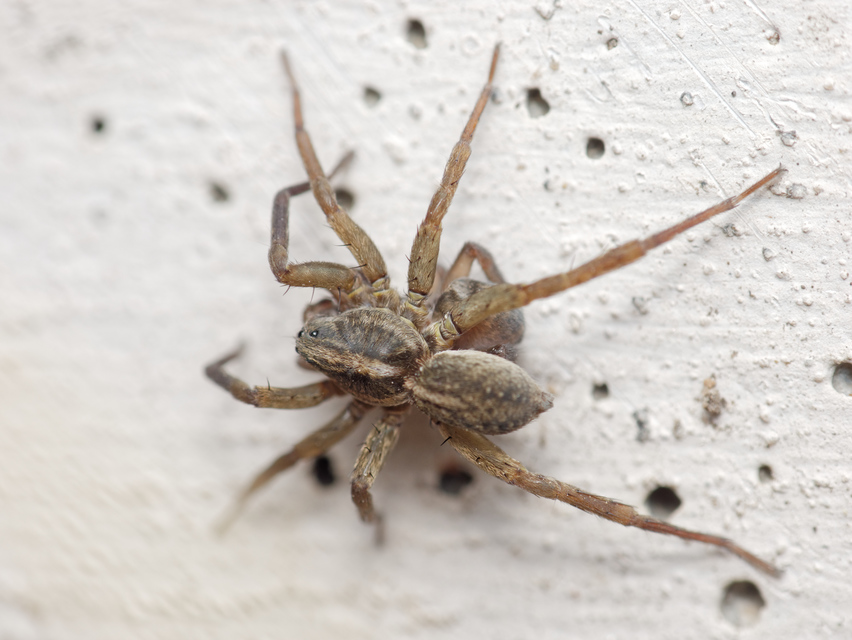 Trochosa