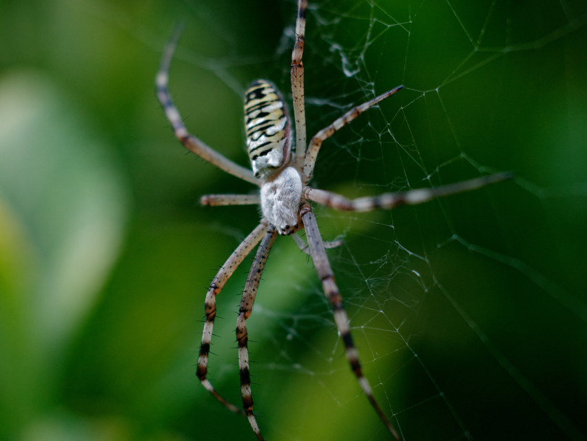 Argiope bruennichi - darázspók