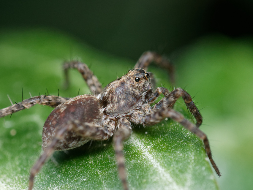 Pardosa