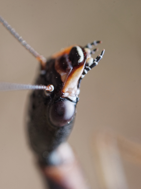 Raphidioptera - Tevenyakú-fátyolkák