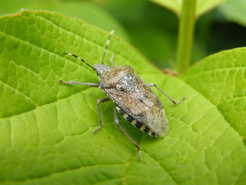 Rhaphigaster nebulosa - bencepoloska