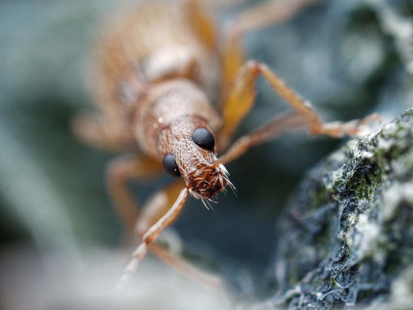 Phyllobius oblongus - közönséges levélormányos