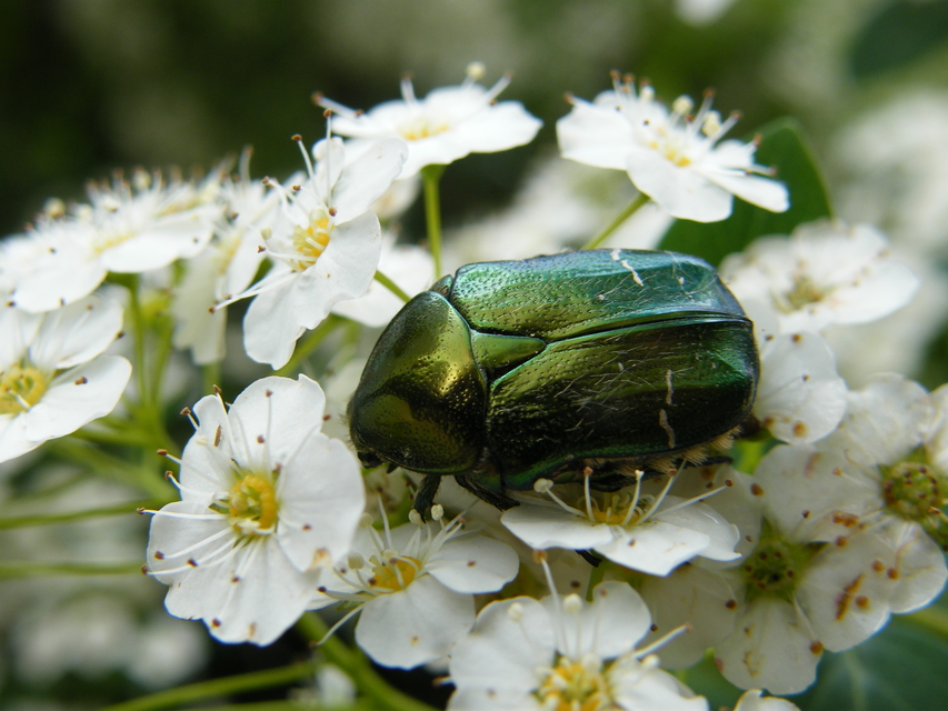 Cetonia aurata - aranyos virágbogár