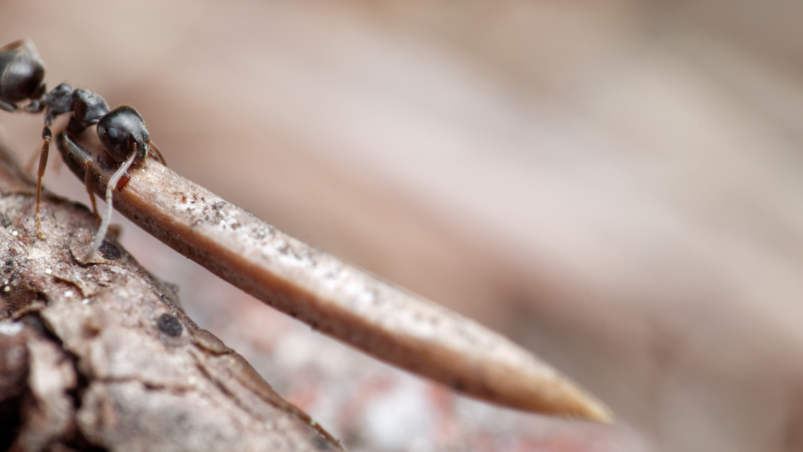 Lasius bombycina - pusztai feketehangya
