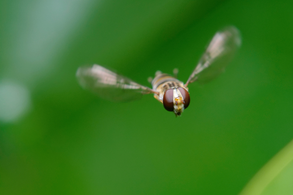 Episyrphus balteatus - ékfoltos zengőlégy