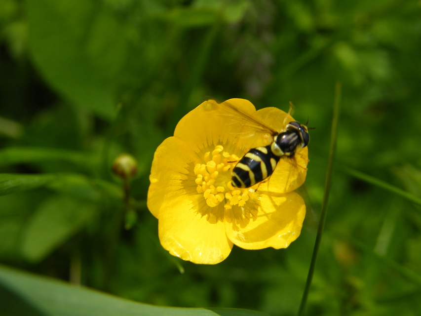 Dasysyrphus albostriatus - csíkoshátú erdeilégy
