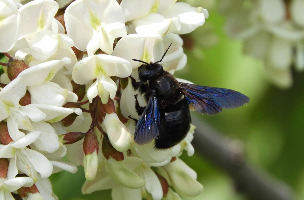 Xylocopa violacea - kék fadongó