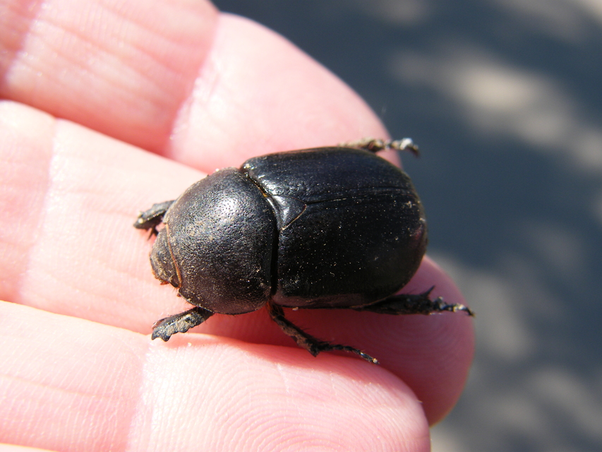 Pentodon idiota - butabogár