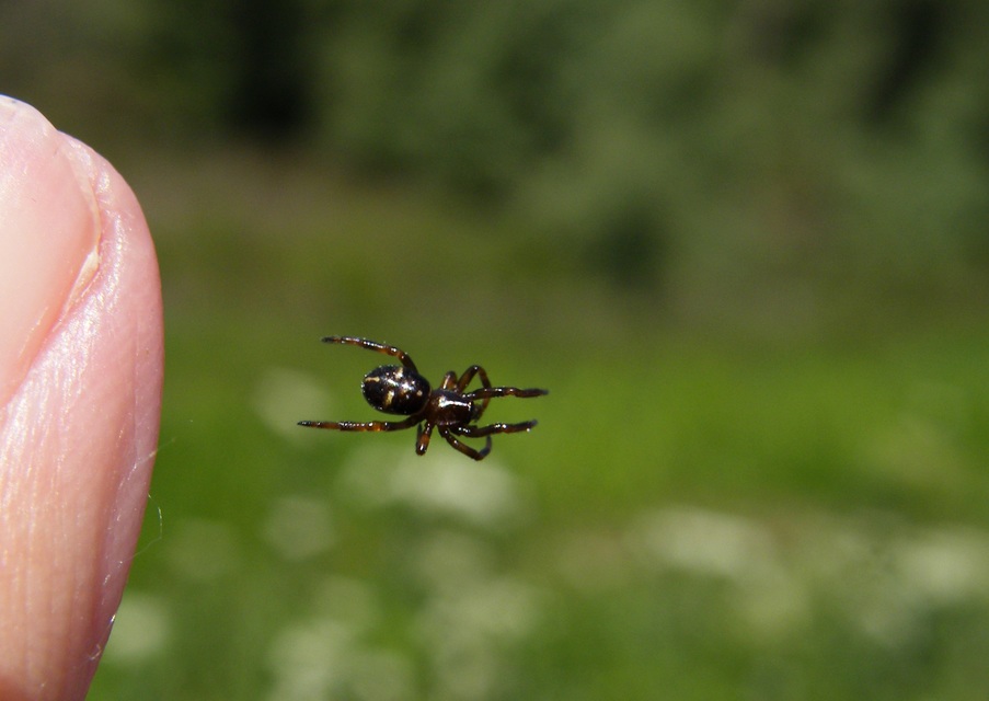 Asagena phalerata/meridionalis