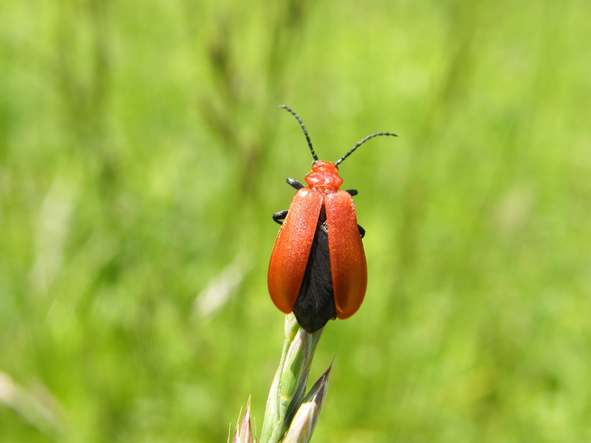 Pyrochroa serraticornis - közép-bíborbogár