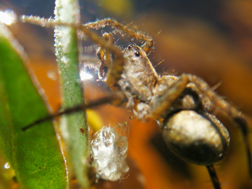 Pardosa