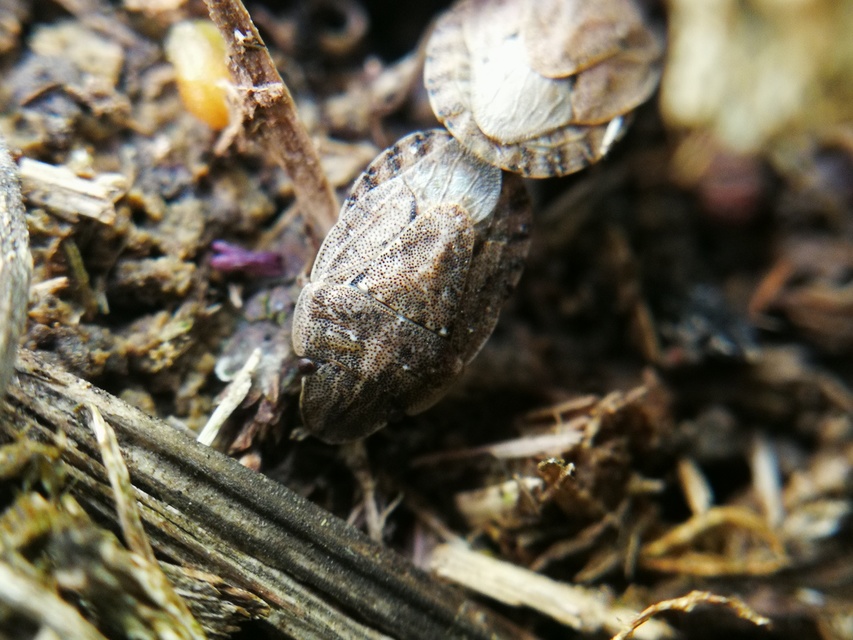 Sciocoris Sciocoris