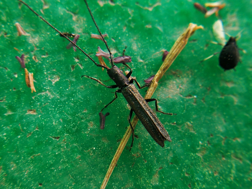 Theophilea subcylindricollis - hengeres szalmacincér