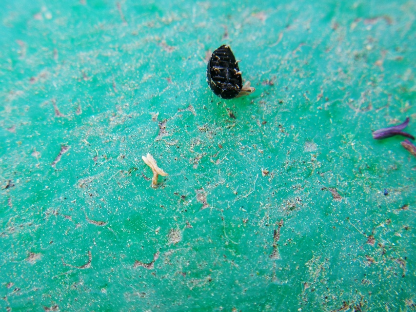 Phalacridae - kalászbogárfélék Phalacridae - kalászbogárfélék