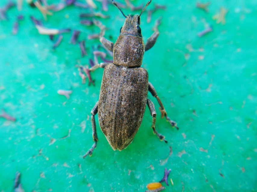 Tanymecus palliatus - közönséges hegyesfarúbarkó