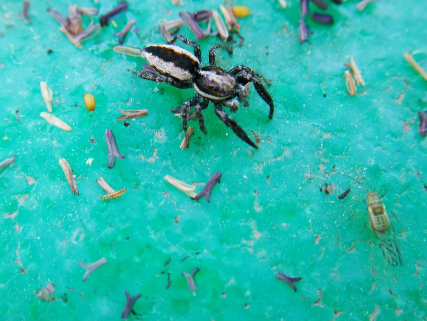 Pseudicius encarpatus - kéregugrópók
