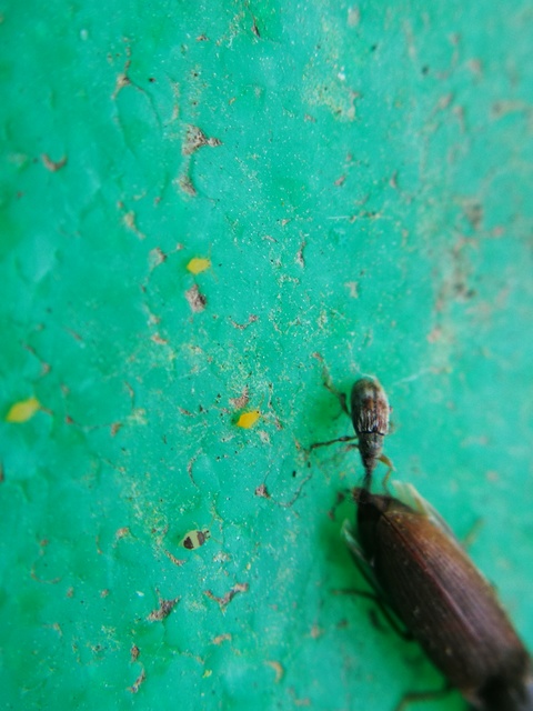 Taeniapion urticarium - csalán-cickányormányos