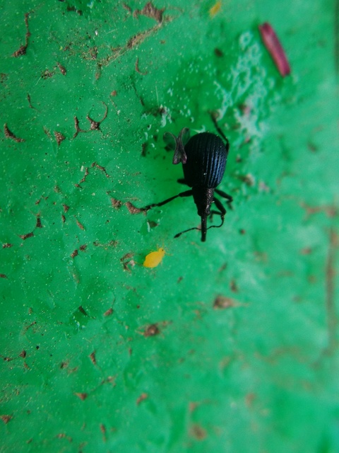 Holotrichapion pisi - lucernarügy-cickányormányos
