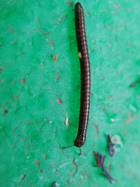 Diplopoda - Ikerszelvényesek