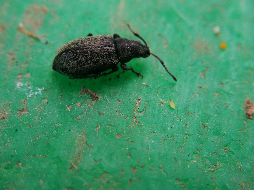 Phyllobius betulinus - változékony levélormányos