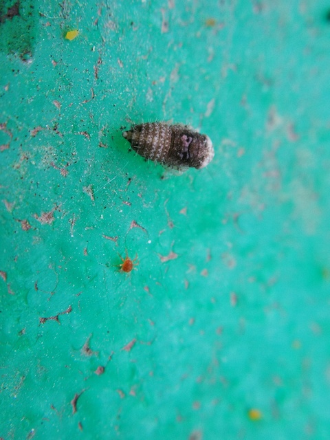 Cicadellidae - mezeikabócák