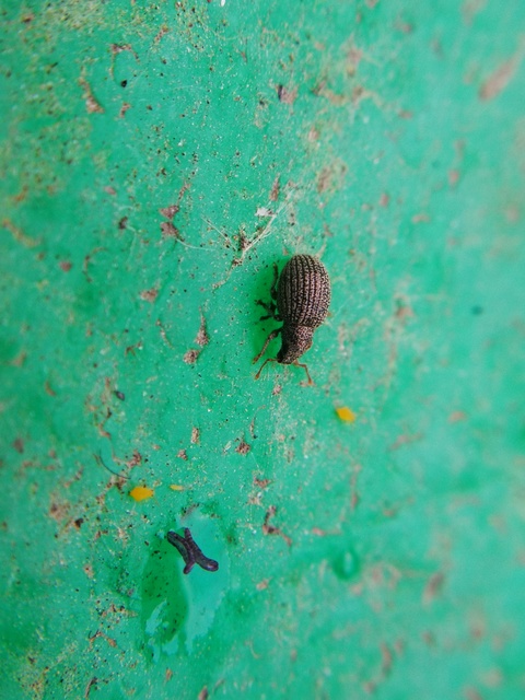 Brachysomus fremuthi - pannon gyepormányos Brachysomus fremuthi - pannon gyepormányos