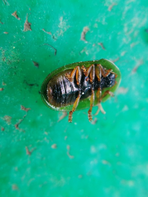 Cassida