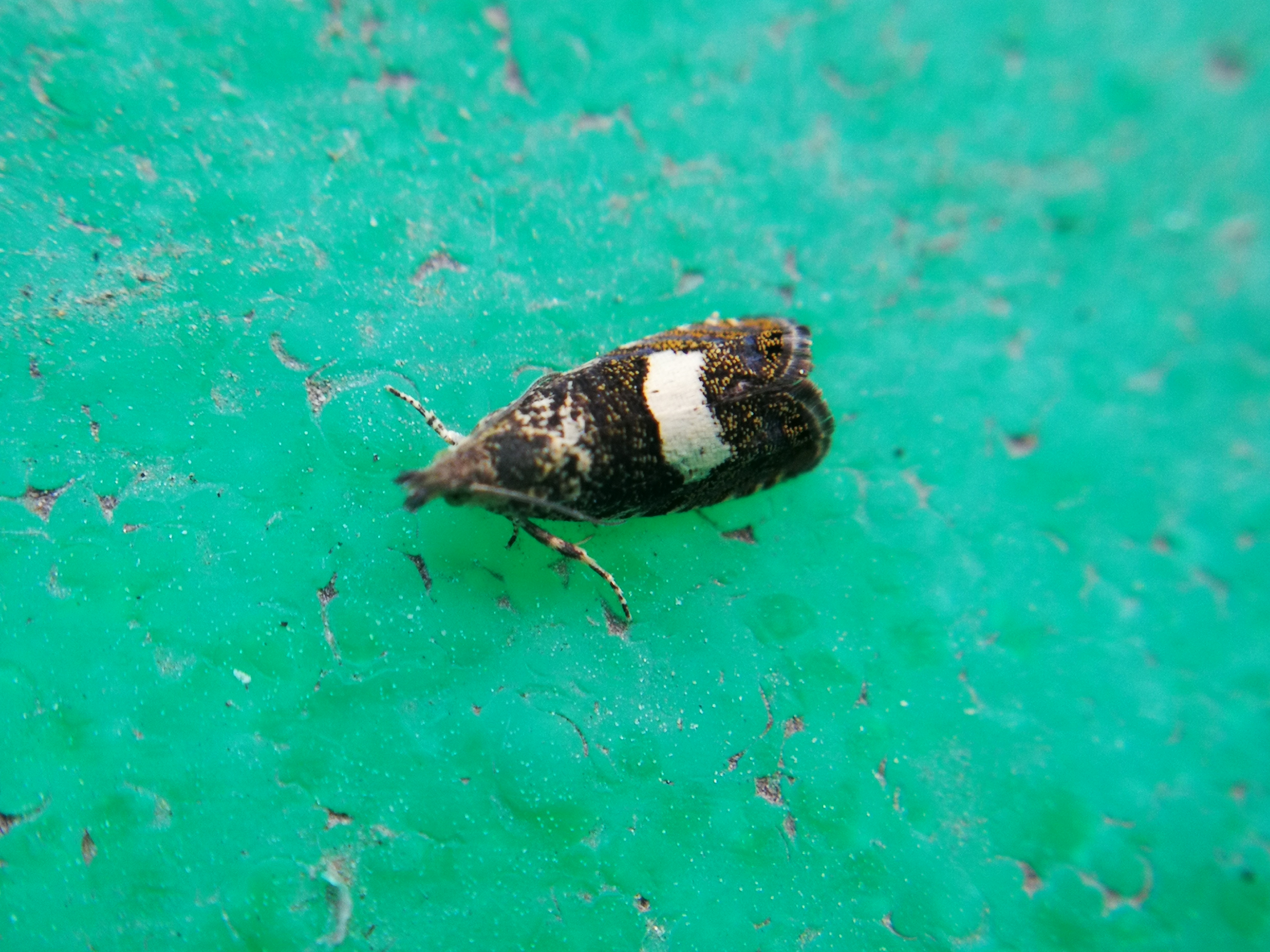 Dichrorampha sequana - fehérfoltos gyökérfúrómoly