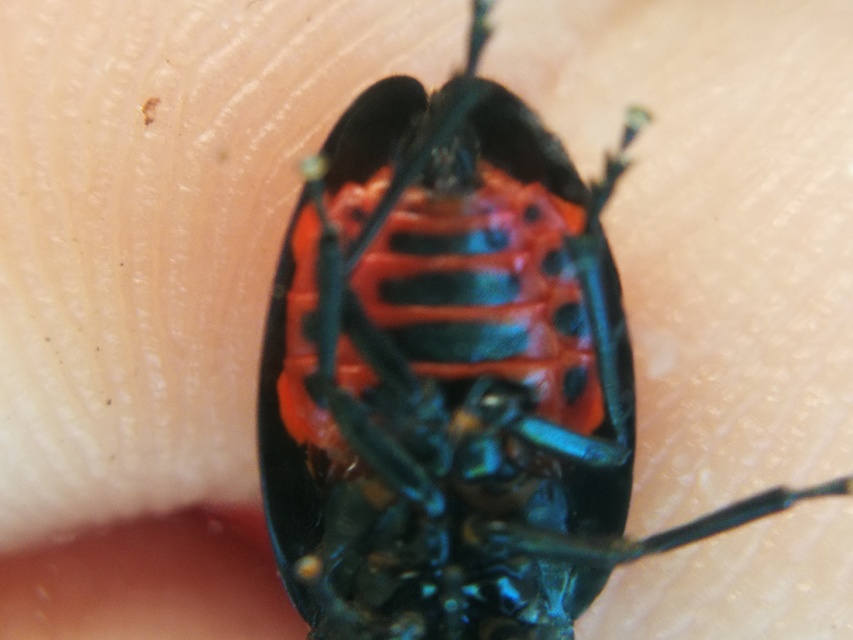 Cercopis sanguinolenta