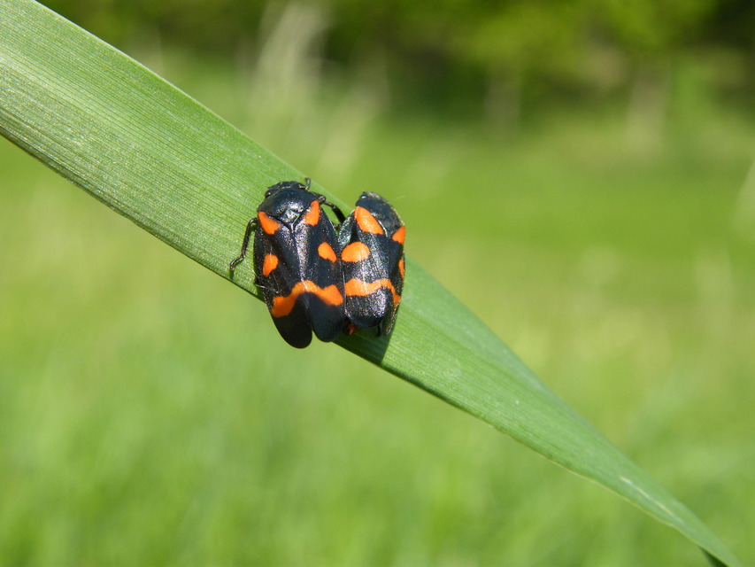 Cercopis sanguinolenta