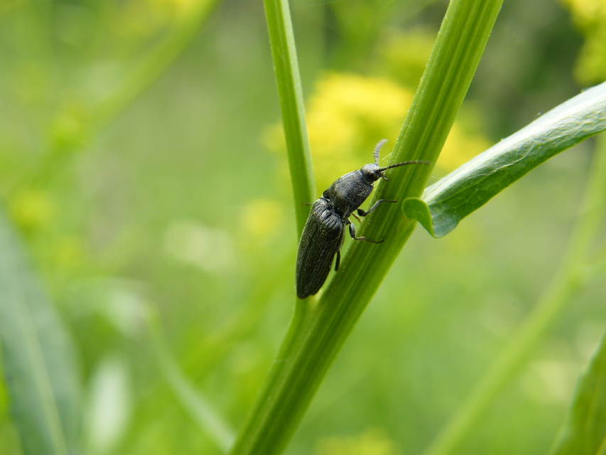 Cidnopus pilosus - szőrös pattanó