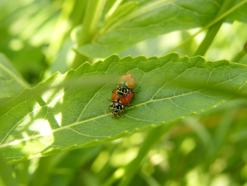 Hippodamia variegata - tizenhárompettyes katica