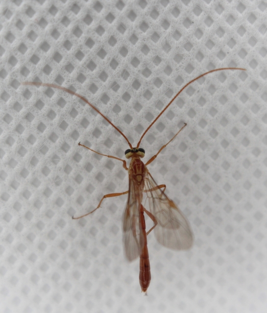 Ophion obscuratus
