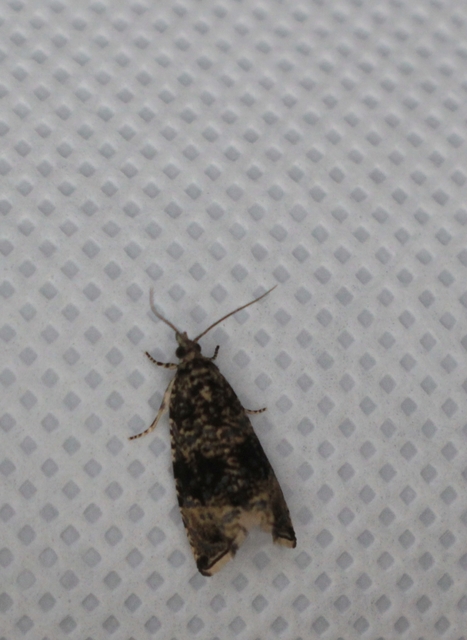 Celypha lacunana - vízparti tükrösmoly