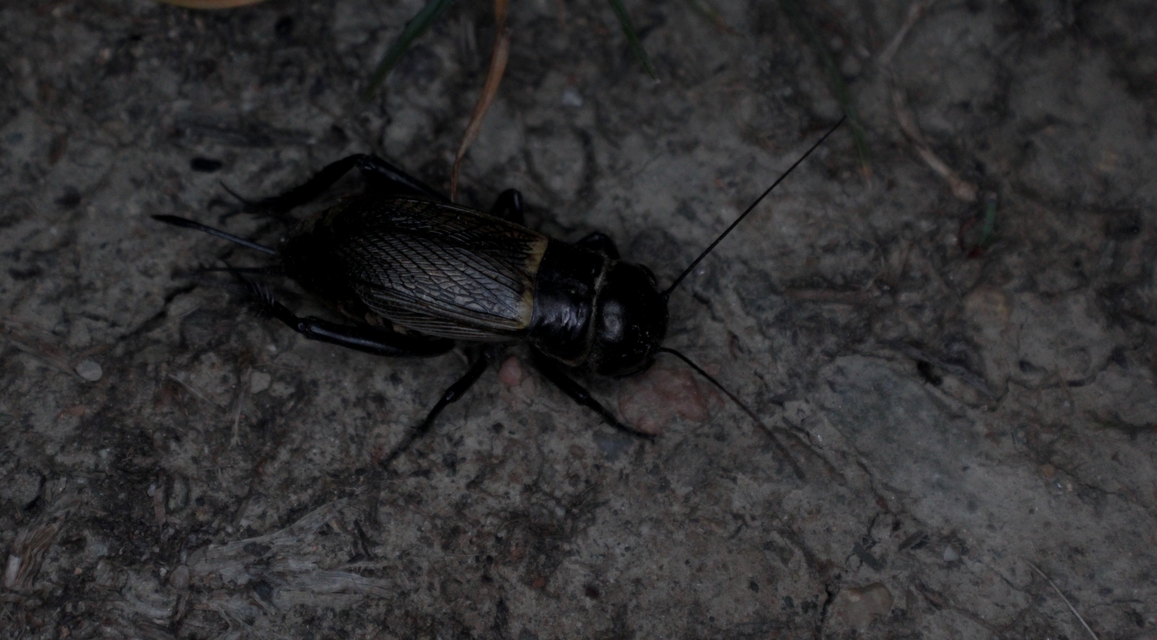 Gryllus campestris - mezei tücsök