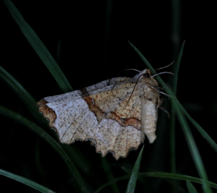 Selenia lunularia - egyfoltos holdasaraszoló