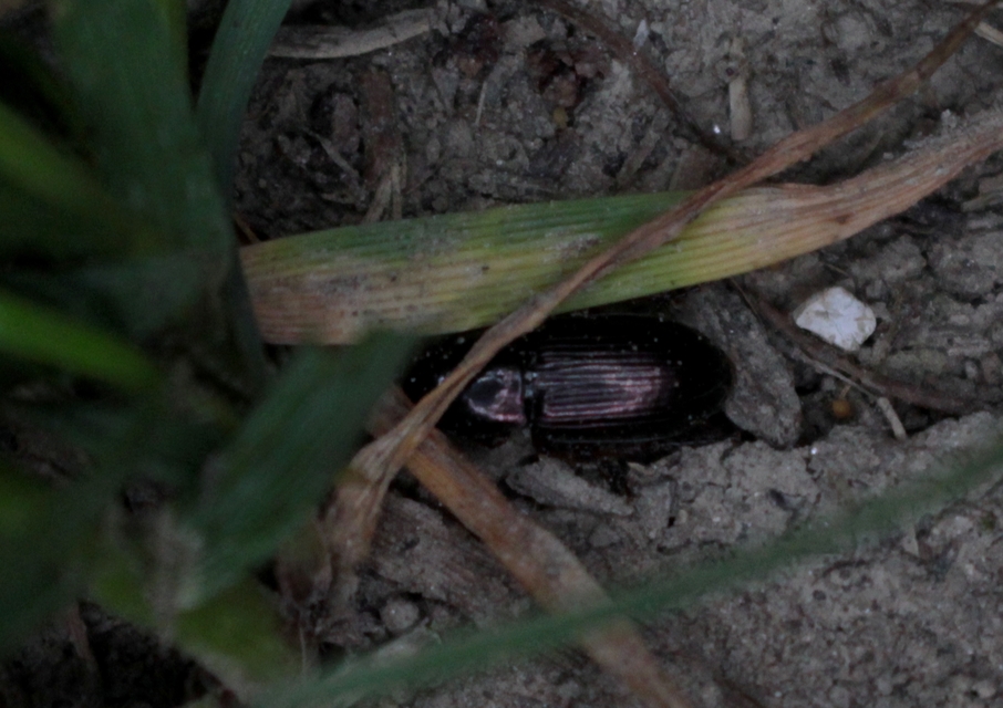 Harpalus