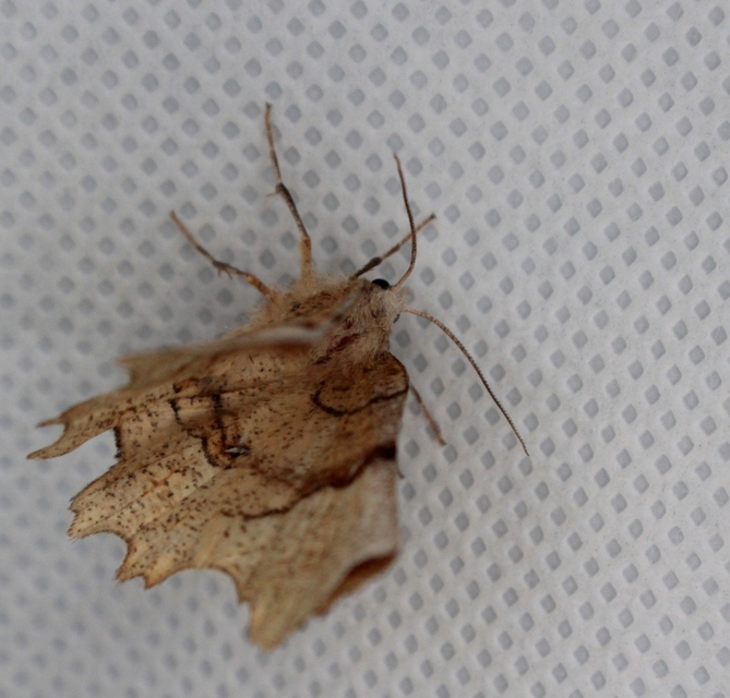 Selenia lunularia - egyfoltos holdasaraszoló