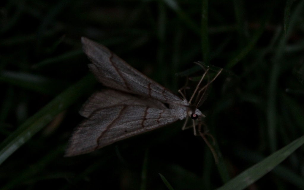 Scotopteryx mucronata/luridata/ignorata