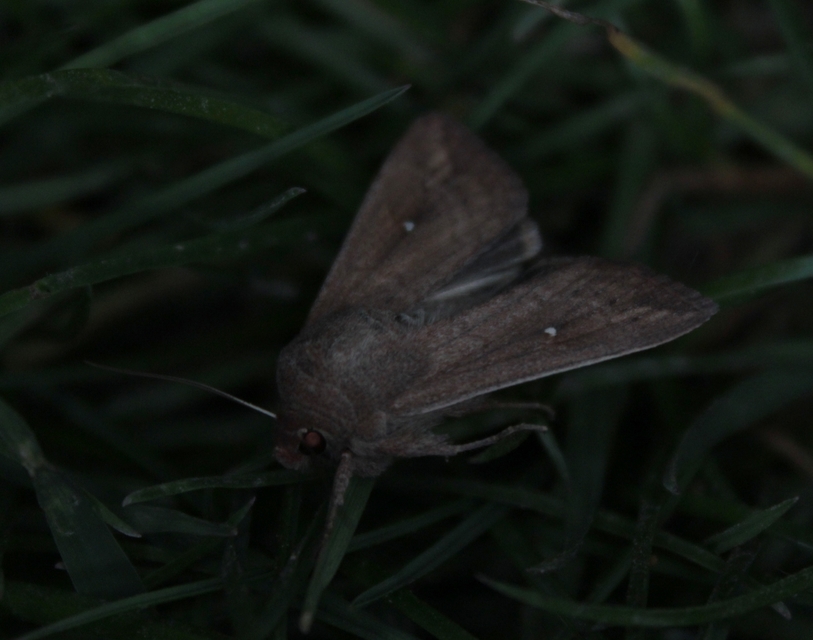 Mythimna albipuncta - fehérpettyes rétibagoly