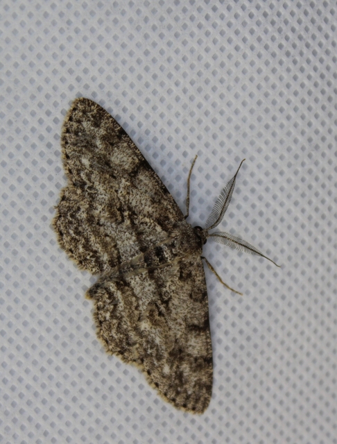 Hypomecis roboraria - nagy tölgyfaaraszoló