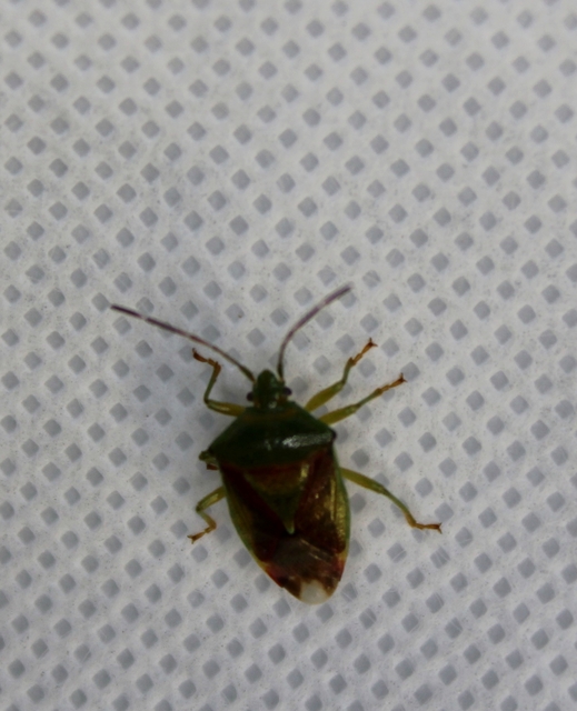 Elasmostethus Elasmostethus