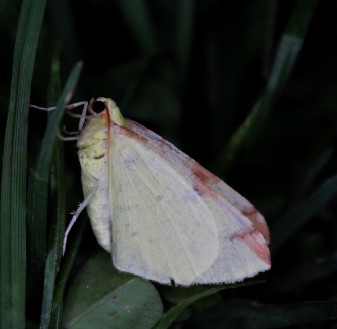 Opisthograptis luteolata - citromsárga araszoló